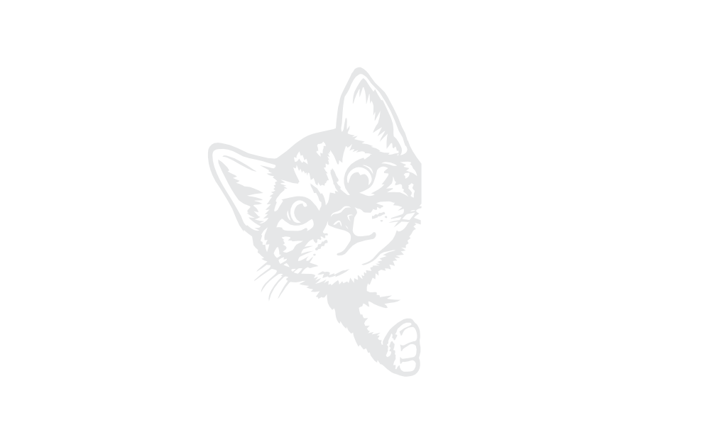 Gatinho 1